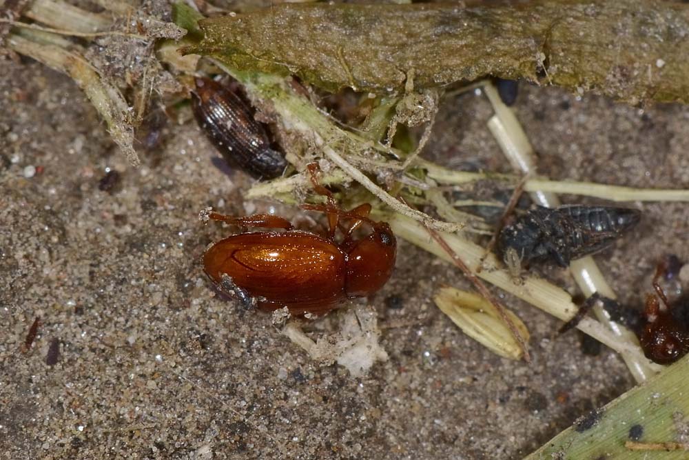 Helophoridae:  Helophorus sp.